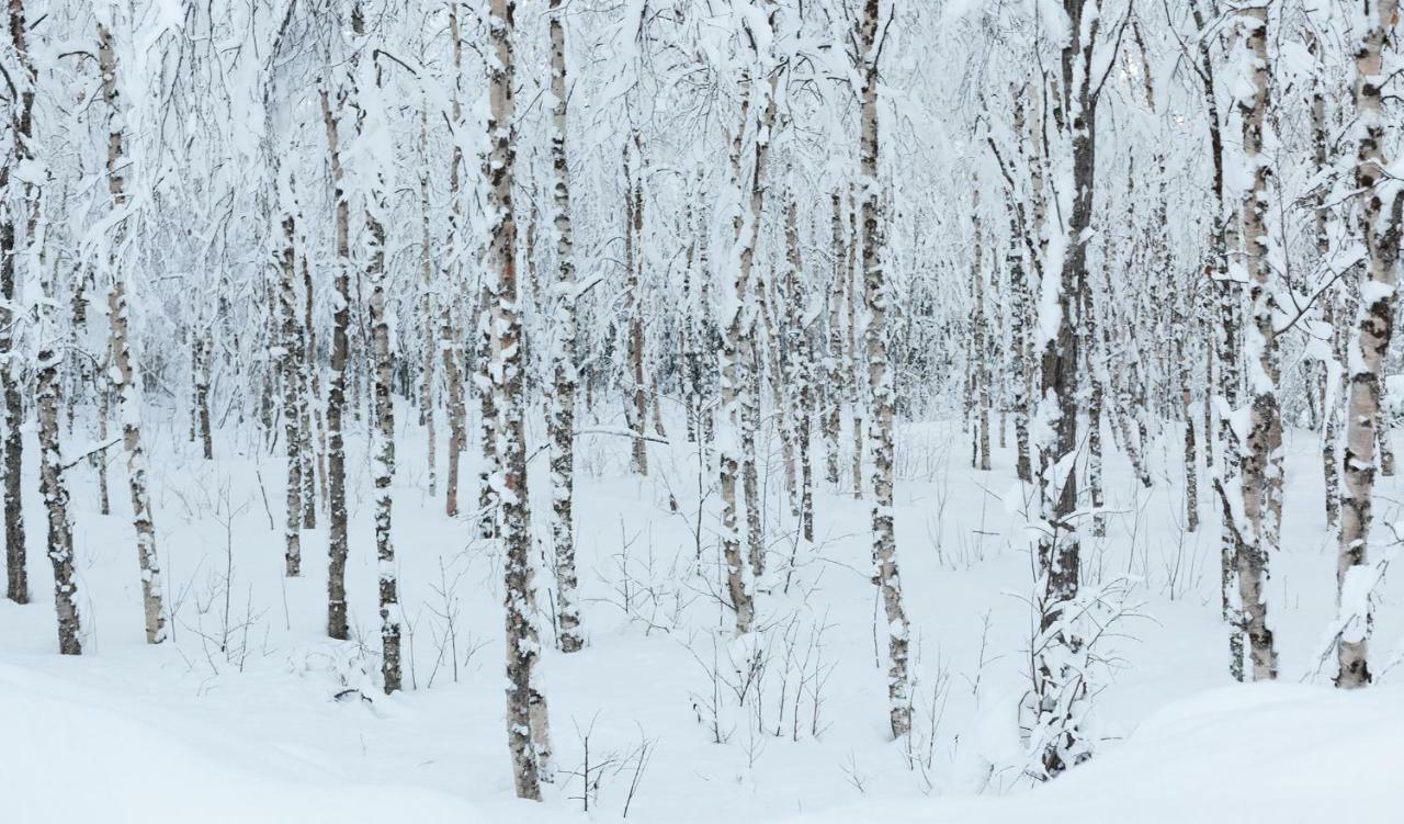 Terra Ultima Villa Rovaniemi Kültér fotó